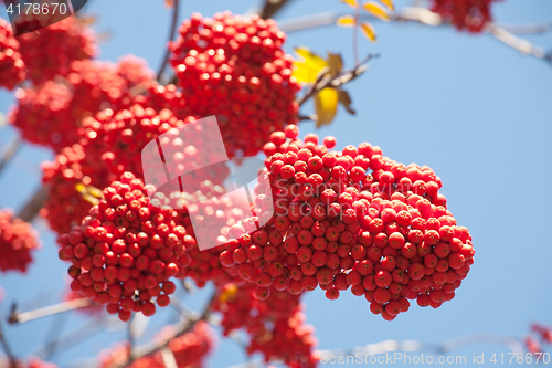 Image of bunch of ashberries 