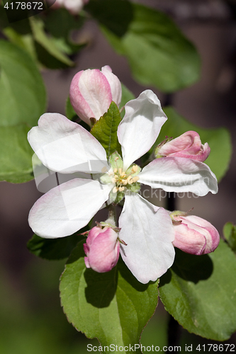 Image of apple flower and buds