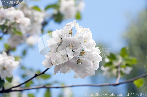 Image of apple blossom