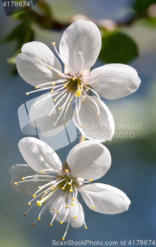Image of cherry flowers