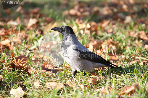 Image of crow