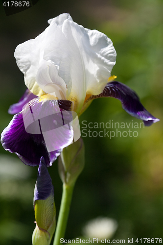 Image of iris flower