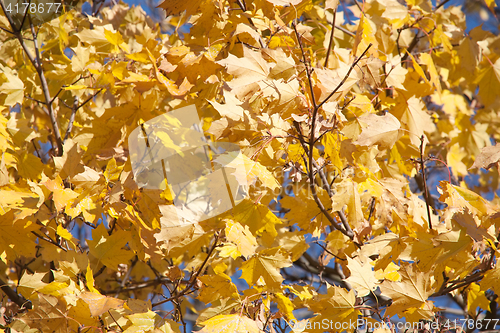 Image of golden fall maple leaves