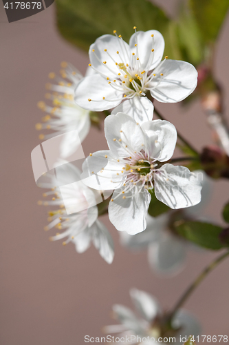 Image of cherry tree flowers
