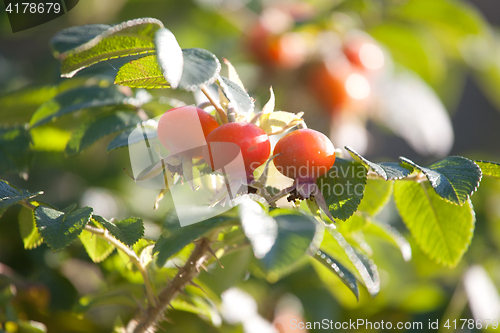 Image of rosehips