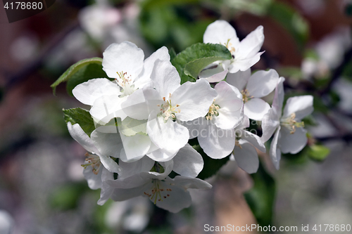 Image of apple tree blossom
