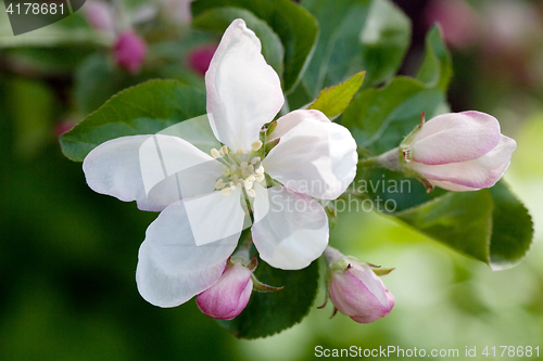 Image of apple tree flower