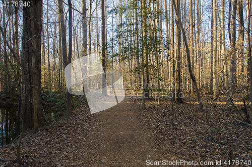 Image of Trails in Spring