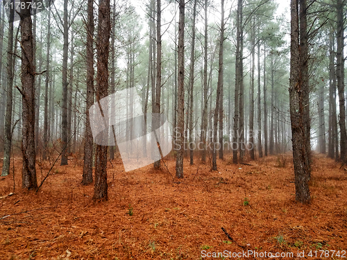 Image of Misty trees