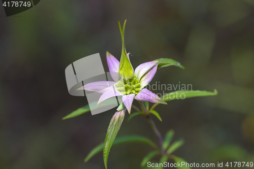 Image of Spotted Bee-balm (Monarda punctata)