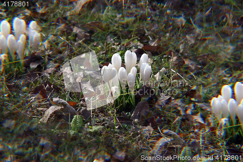 Image of White crocus