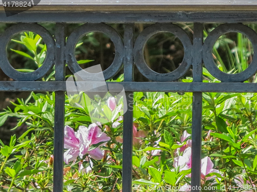 Image of Black Iron Fence