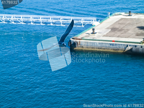 Image of A seagull flying