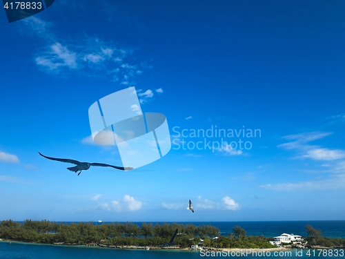 Image of A seagull flying