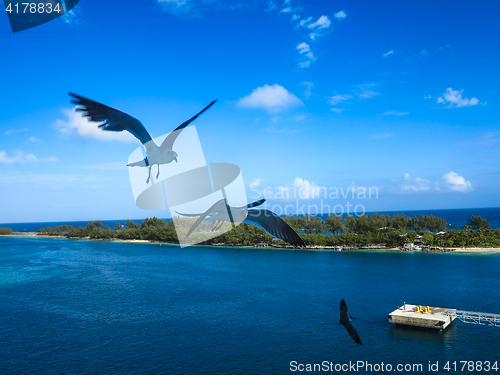 Image of 3 seagulls flying