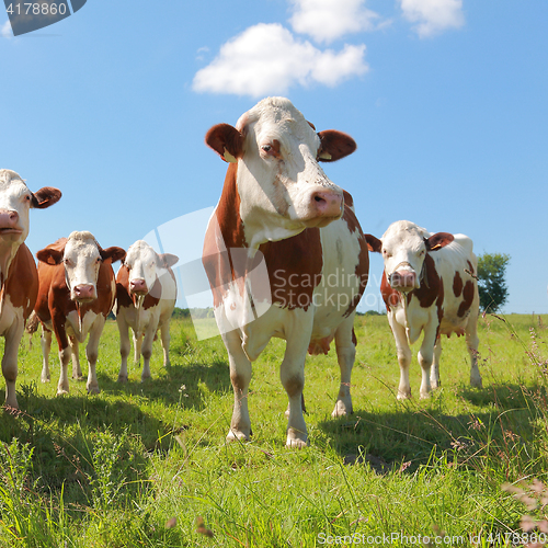 Image of Montbeliarde cattle