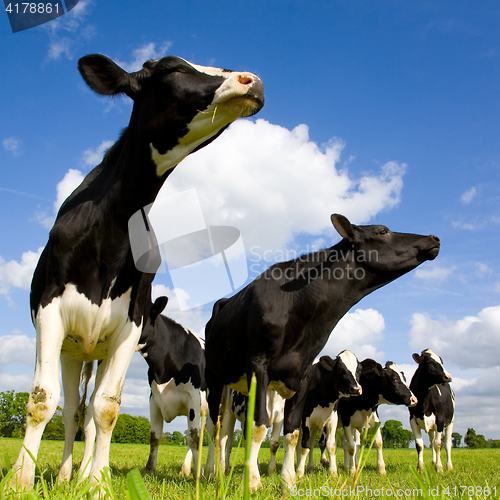 Image of Holstein cows sniffing