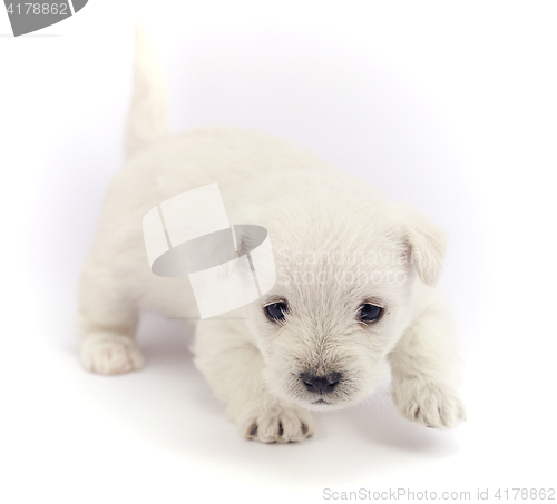 Image of Little bichon puppy