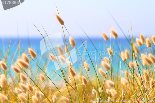 Image of Bunny Tails Grass