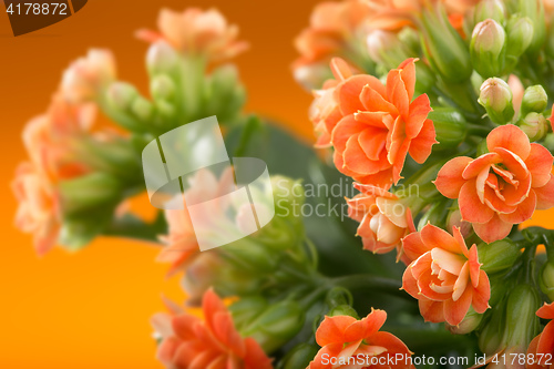 Image of  flowers of Kalanchoe. on a orange background.