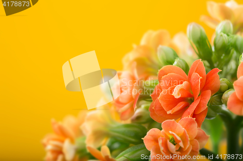 Image of  flowers of Kalanchoe. on a orange background.