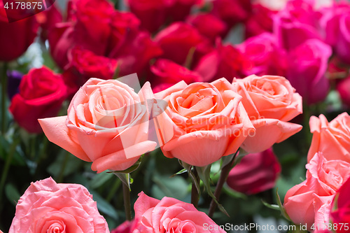 Image of pink roses close up. Background.