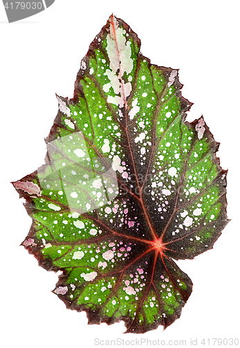 Image of Begonia leaf vertically