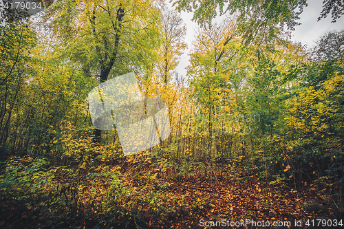 Image of Autumn colors in the forest