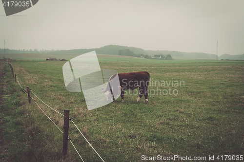 Image of Hereford cow in a misty countryside landscape