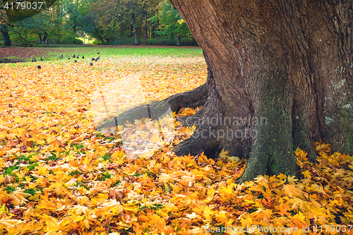 Image of Autumn scene in a park with yellow autumn maple