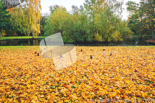 Image of Autumn leaves covering the ground near a lake