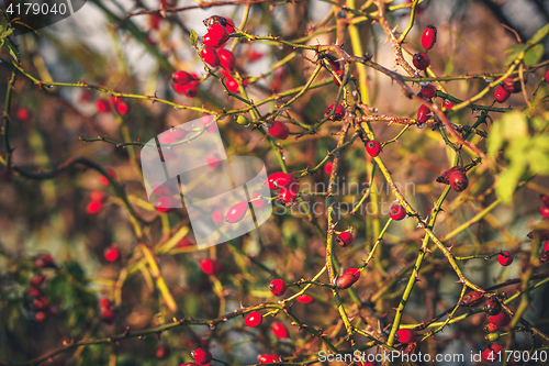 Image of Red Rosa Rugosa plant with spikes