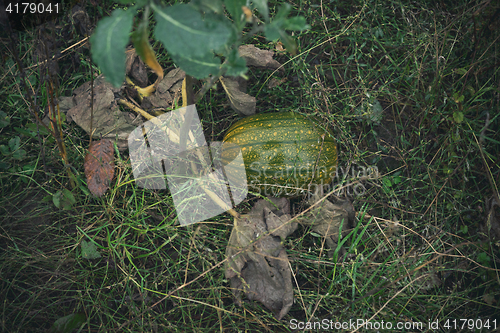 Image of Green pumpkin in the garden