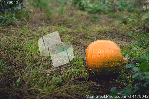 Image of Single orange pumpkin on a field