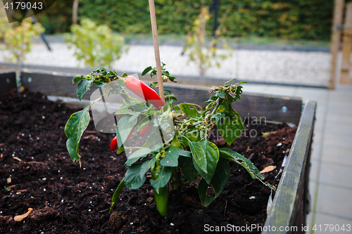 Image of Red chili on a green plant in a private garden