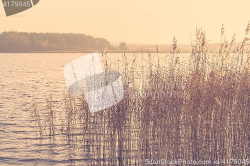 Image of Reed by a lake in the morning sunrise