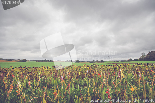 Image of Flowers in autumn on a field