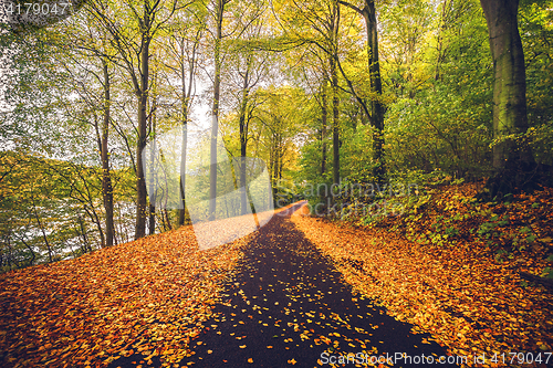 Image of Forest trail covered with golden autumn leaves