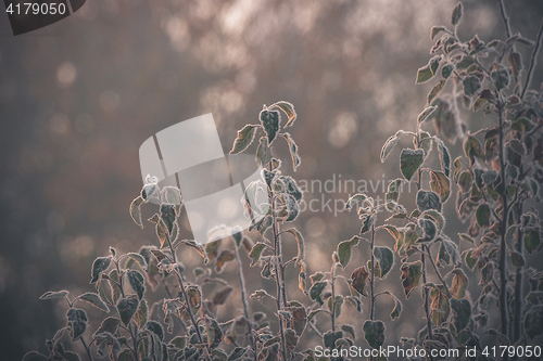 Image of Frozen plants in the morning sunrise