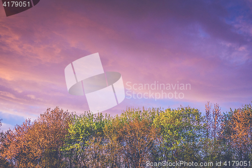 Image of Trees in autumn colors in a violet sunrise