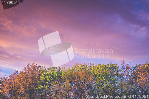 Image of Trees in autumn colors in a violet sunrise