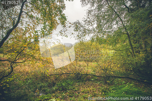 Image of Wilderness with colorful birch trees