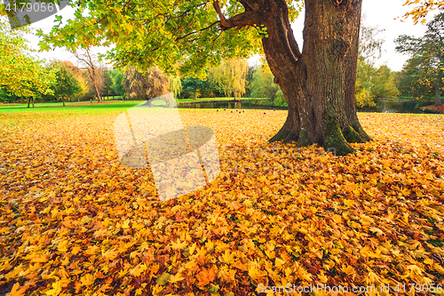 Image of Autumn maple leaves in yellow colors