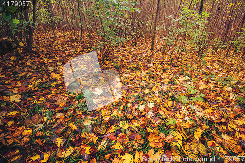 Image of Autumn leaves on the ground