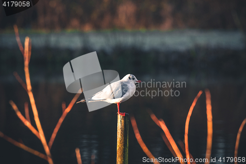 Image of Seagull on a wooden post