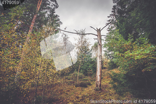 Image of Barenaked tree log in a forest