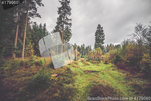 Image of Forest scenery in the fall