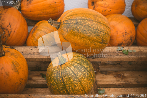 Image of Orange pumpkins stacked on a wooden shelf