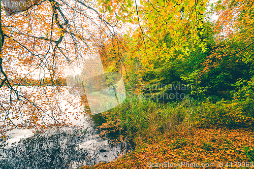 Image of Autumn scenery with a large branch