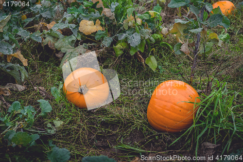 Image of Garden in the fall with orange pumpkins